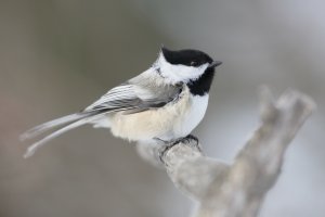 HoodedChickadee_21928.JPG