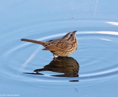 _N4B6660 copy copy.jpg