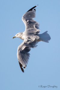 Adult Herring Gull-Lake Lowell.jpg
