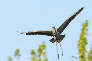 Blue Heron Trees Final.jpg