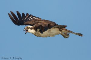 Ospery in Flight-Deer Flat Wildlife Refuge.jpg