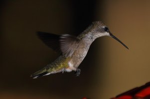 Hummingbird 7-28-2014 3.JPG
