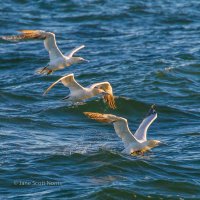 Gannets.jpg