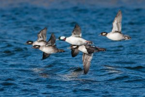 prints (1 of 50).jpg