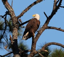 Bald Eagle Jumps Off From Pine Tree 01.jpg