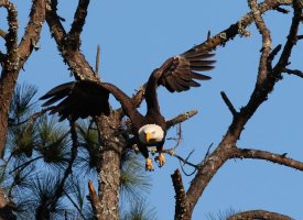 Bald Eagle Jumps Off From Pine Tree 03.jpg