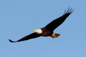 Bald Eagle Jumps Off From Pine Tree 05.jpg