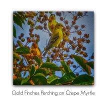 two gold finches painted pm.jpg