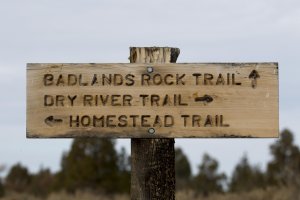 Sigma 150-600mm Sport at 150mm.jpg