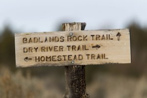 Sigma 150-600mm Sport at 600mm.jpg