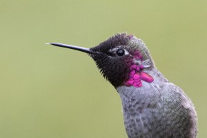 Unprecessed 1-1CropHB.jpg