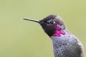 Processed 1-1CropHB.jpg