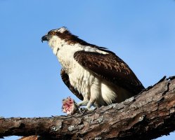 Osprey in PineTree with Fish 01.jpg