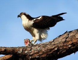 Osprey in PineTree with Fish 02.jpg