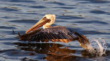 Brown Pelican Jumps Off in Marsh.jpg