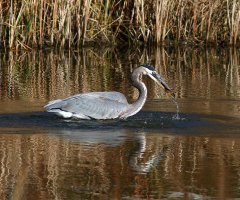 GBH Fishing 01.jpg