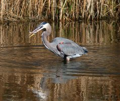 GBH Fishing 02.jpg