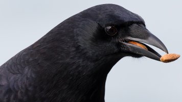 20141120_100% crop view_0001.jpg