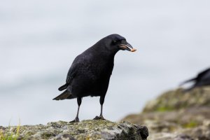 20141120_As Shot_0001.jpg