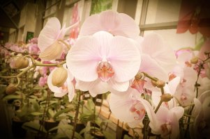 Untitled_edited-1 copy.jpg