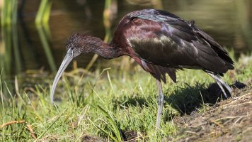 Glossy Ibis.jpg