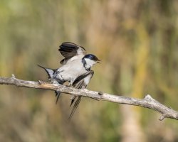 White-Throated Swallow.jpg