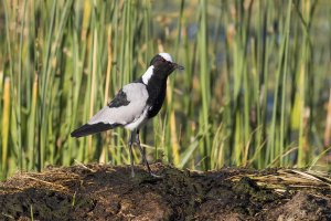Blacksmith Plover.jpg