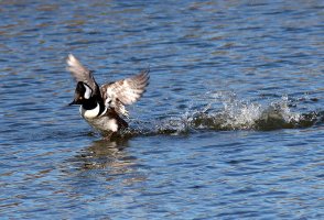 Hoodie Takes Off From Marsh 02.jpg