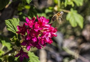 Honeybee on Currant 100 6D 3.jpg