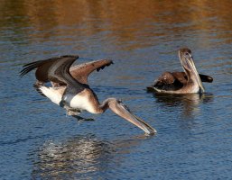 Pelicans Splashing Around 02.jpg