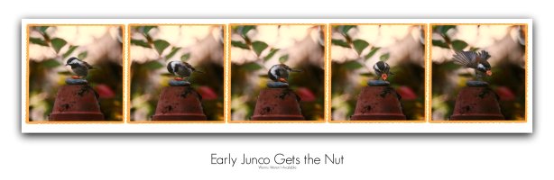 junco gets the peanut pm.jpg
