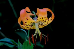 Turk's Cap Lily (Lilium superbum) 5.JPG