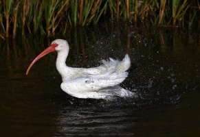 Ibis Bathing 01.jpg