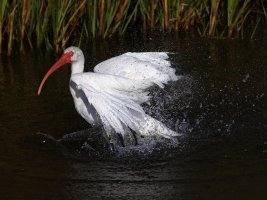 Ibis Bathing 04.jpg
