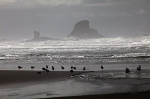 ecola beach seagulls.jpg