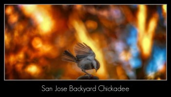 backyard bird chickadee pm.jpg
