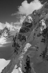 moonflower profile bw CN.jpg