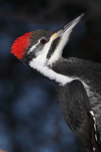 Pileated_F_Flash_22228.JPG