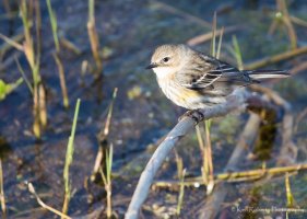 Non Breeding Yellow Rumped Warbler-9307.jpg