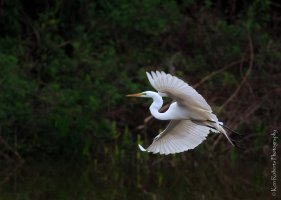 Great Egret Flight-9790.JPG