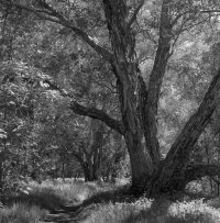 ohia tree tight scan CN.jpg