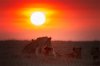 Lion sunset redo.jpg
