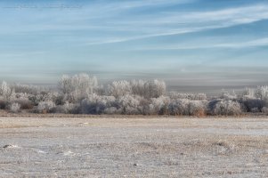 IMG_0001Frosty morn 2000w.jpg