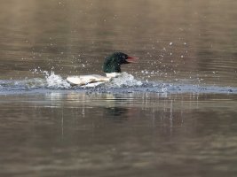 pond fishermen fish over duck c.jpg