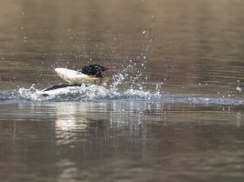 fish over merganser d.jpg