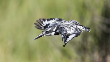Pied Kingfisher 20.jpg