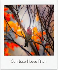 house finch in leafless tree pm.jpg