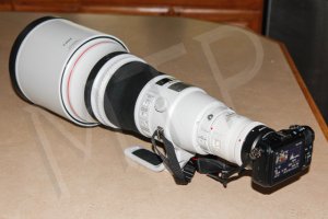 _MG_8441 copy-small.jpg