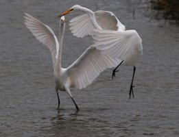 Egret Disagreement 03.jpg