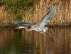 GBH Jumps Off From Marsh Pond 04.jpg